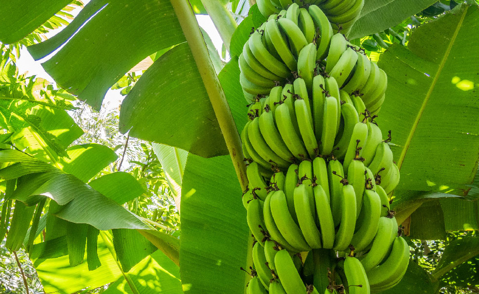 Bannas